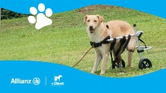 Η Allianz και η Plus2Feet συνεχίζουν να δίνουν κίνηση και ελπίδα στα ζώα που το χρειάζονται, μέσω της δράσης «Walking Together»