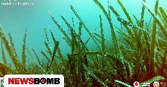 Vodafone Posidonia: Στην «επιφάνεια» περισσότερα υποθαλάσσια λιβάδια Ποσειδωνίας