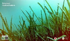 Στο φως περισσότερα περισσότερα λιβάδια της Ποσειδωνίας