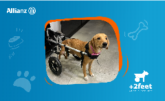 Allianz – Plus2Feet: Ελπίδα και κίνηση σε ζώα με αναπηρία
