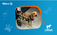 Η Allianz και η Plus2Feet προσφέρουν ελπίδα και κίνηση σε ζώα με αναπηρία