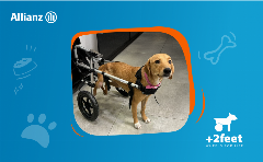 Η Allianz και η Plus2Feet προσφέρουν ελπίδα και κίνηση σε ζώα με αναπηρία
