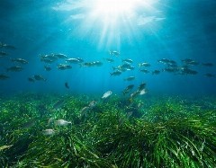 Posidonia Project: Νέα εποχή για την προστασία των λιβαδιών Ποσειδωνίας στην Ελλάδα